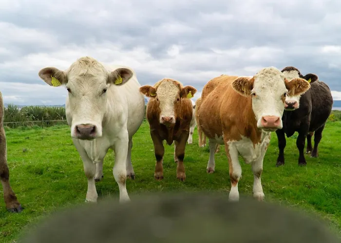 Sea Barn Ferienhaus *